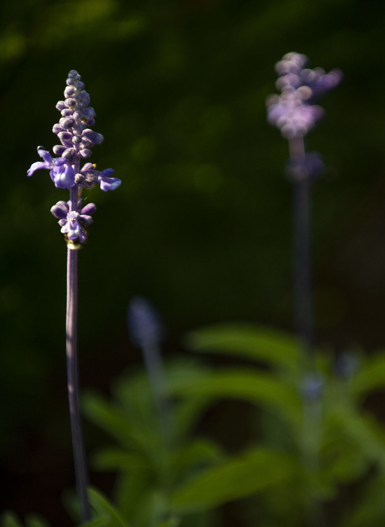 Shore Acres Gardens